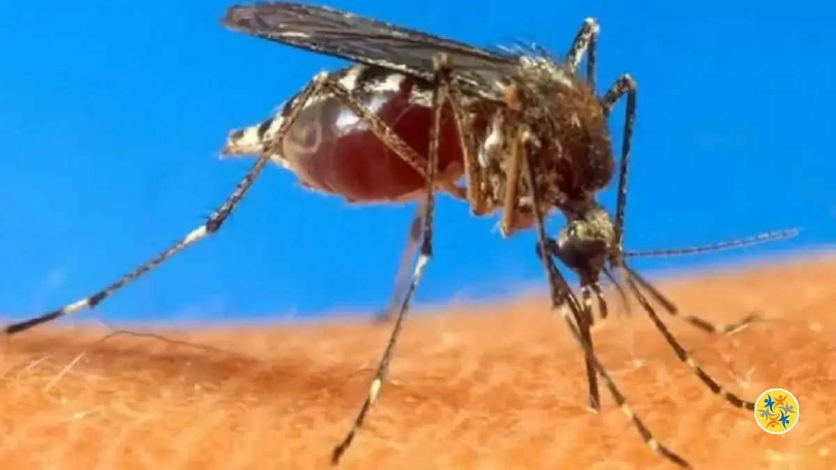 Garlic to scare away mosquitoes