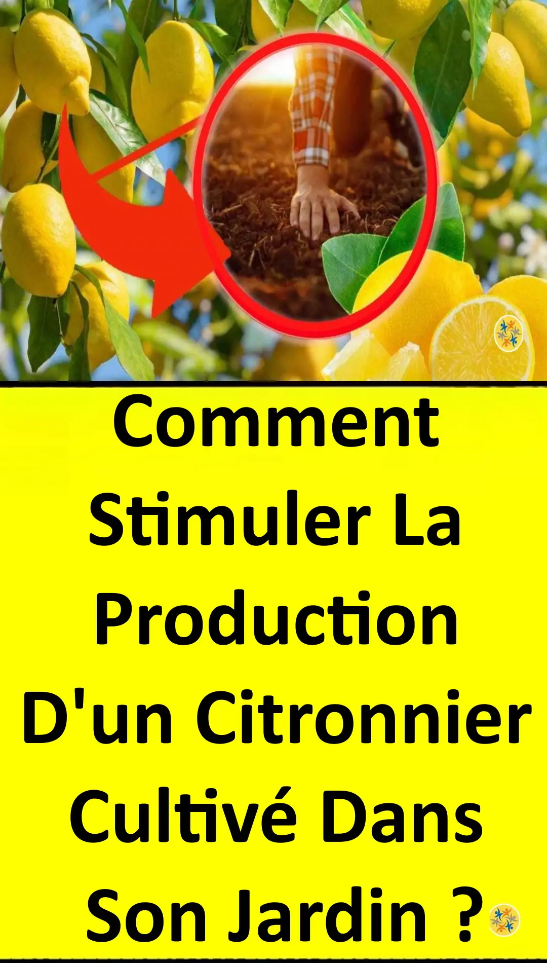 7 règles d'or pour réussir son citronnier ou son oranger dans son jardin -  Femmes d'Aujourd'hui