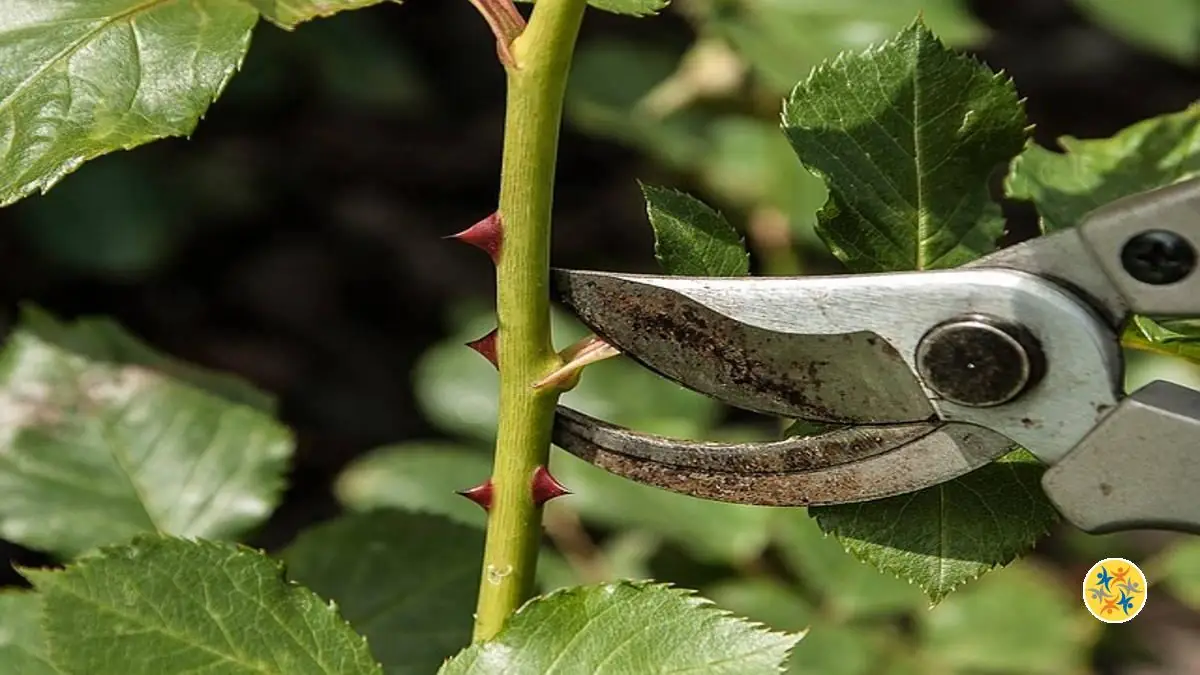 Couper droit les branches