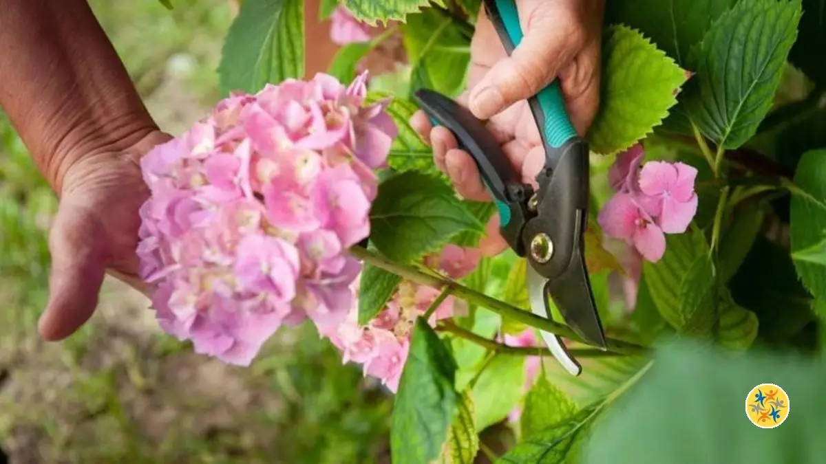 Tailler Des Hortensias Pourquoi Et Comment