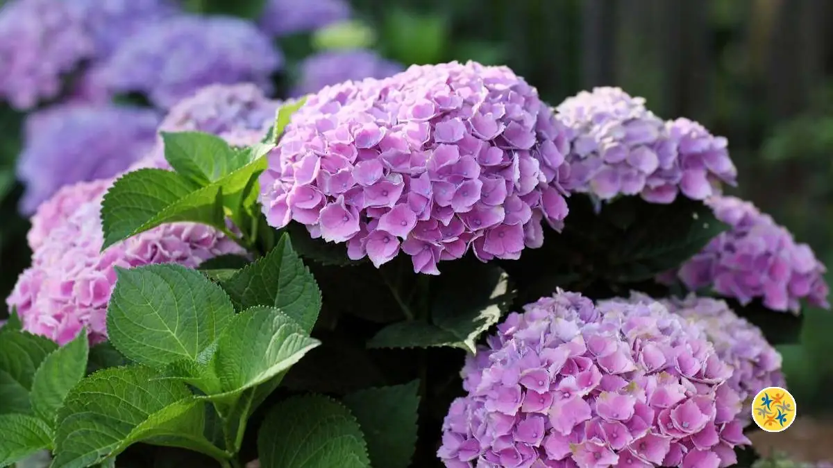 Prenez Soin De Vos Hortensias En Vitant Quelques Erreurs