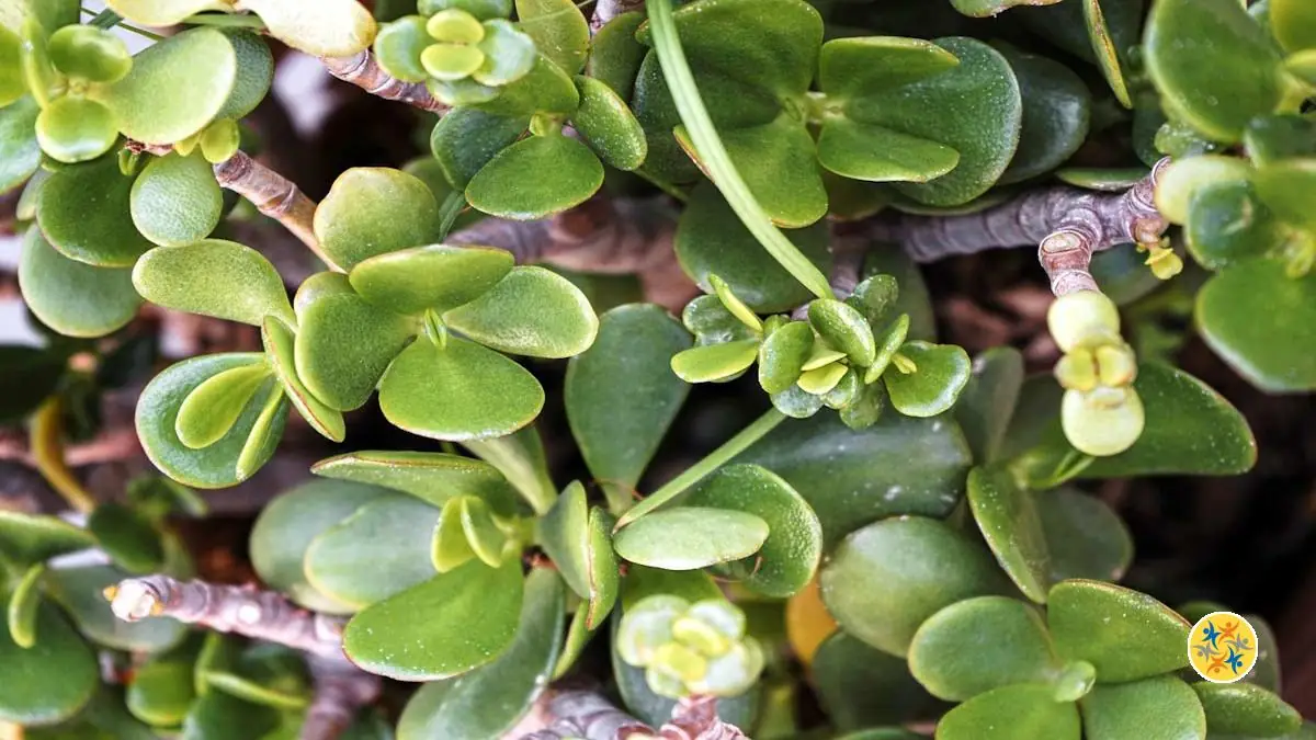 Conseils Pour Soigner Et Fertiliser Un Arbre De Jade