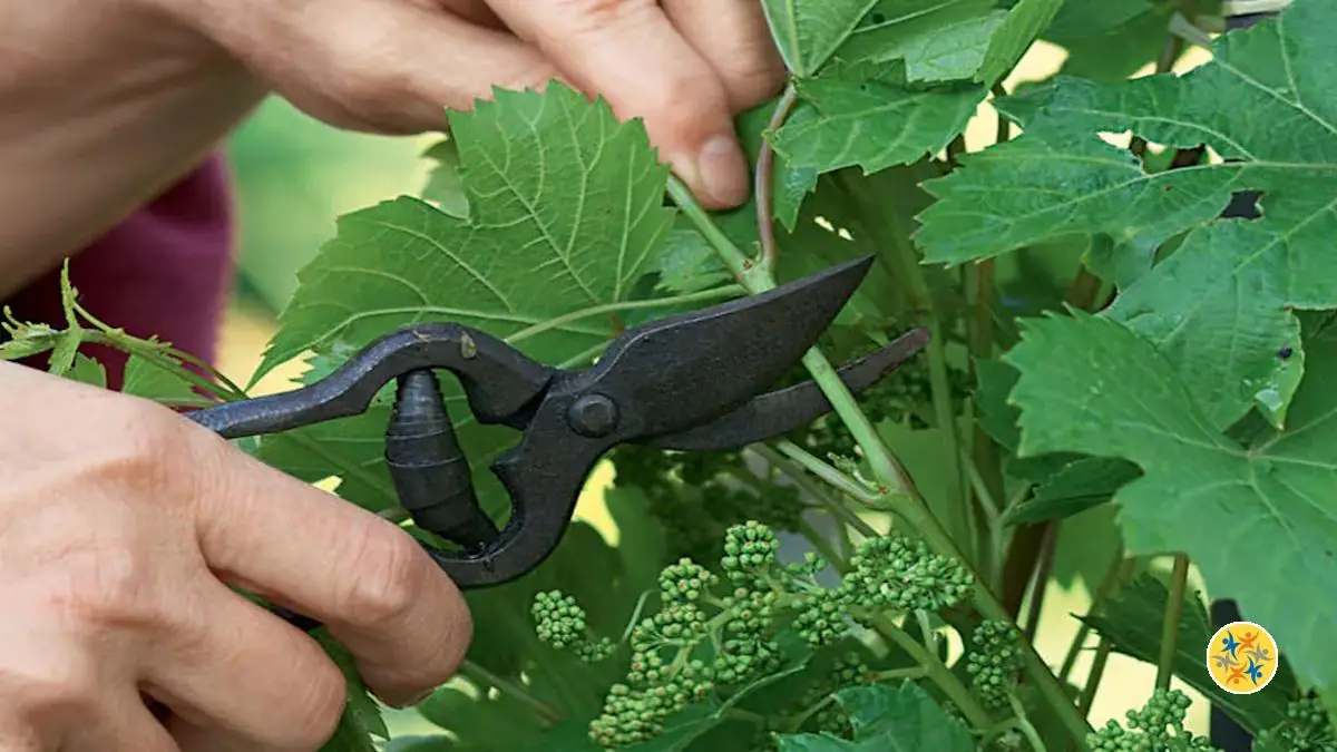 Comment Tailler La Vigne Pour Une Meilleure Production