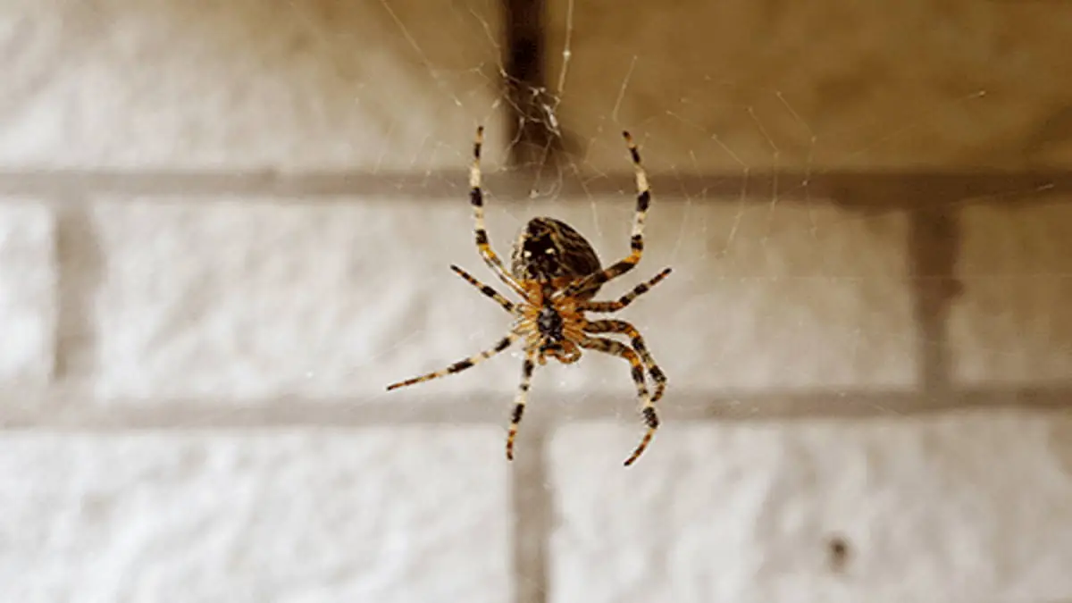 Araign Es Dans Votre Maison Astuces Naturelles Pour Les Loigner