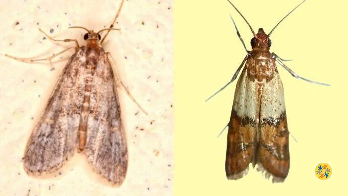 2 Espèces de Mites et la Manière de les Distinguer