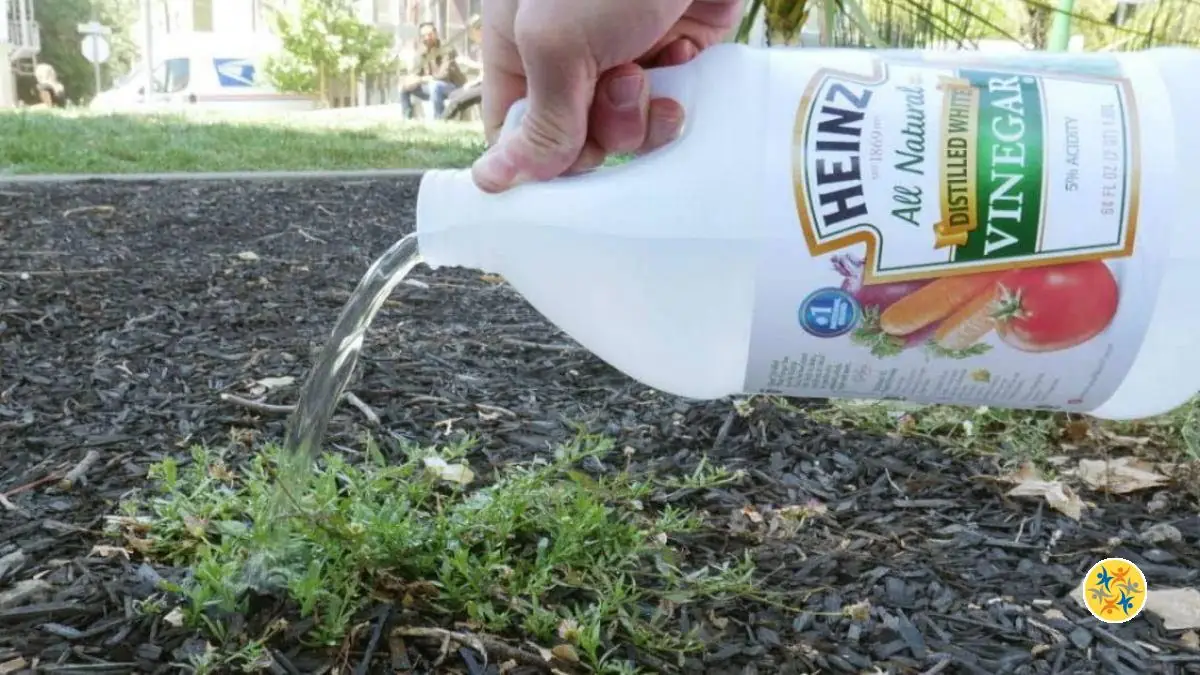 Comment Fabriquer Un D Sherbant Naturel Au Vinaigre Blanc