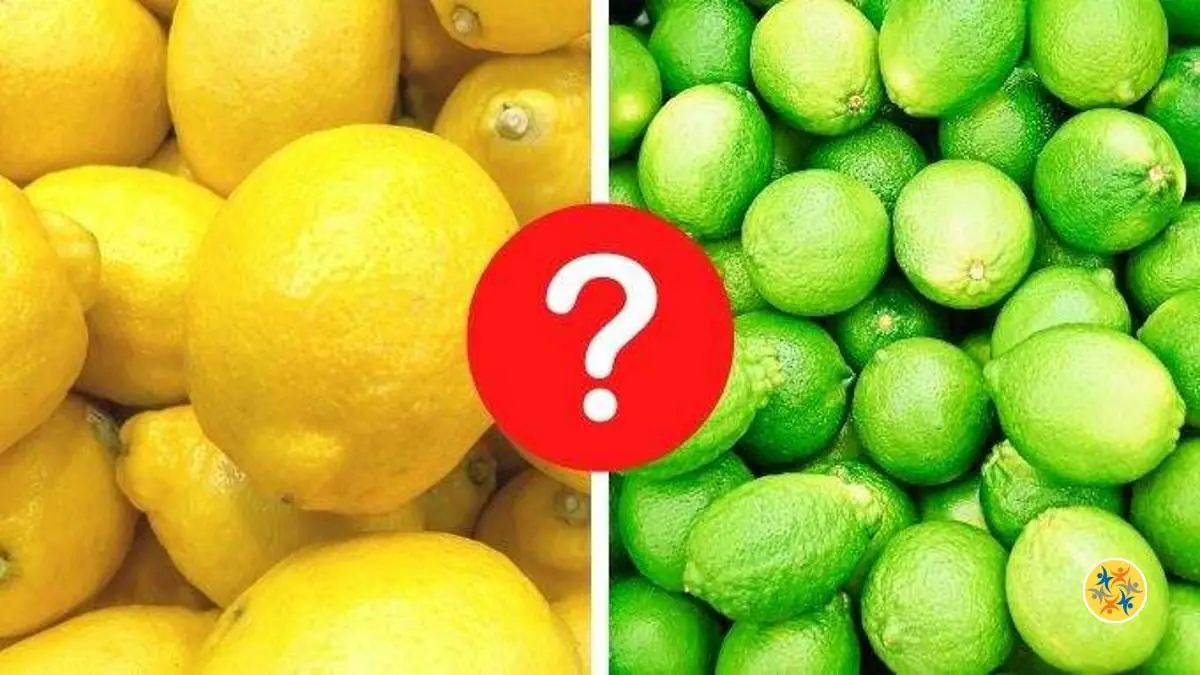 Comment Faire La Diff Rence Entre Les Citrons Selon Crit Res