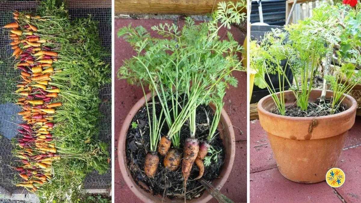 Planter des Carottes en 4 Étapes Le Guide à Suivre