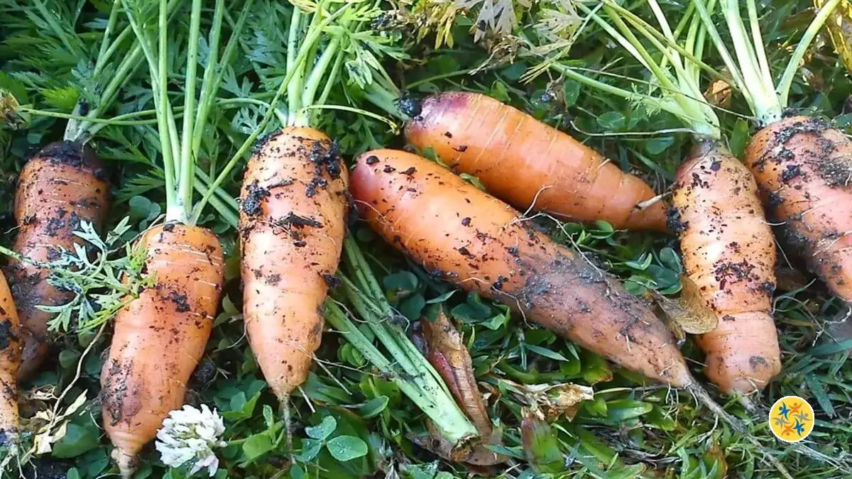 Quel Est Le Meilleur Moment Pour Semer Des Carottes Dans Son Jardin