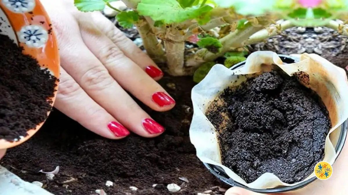 Le Marc De Caf Un Engrais Naturel Pour Les Plantes