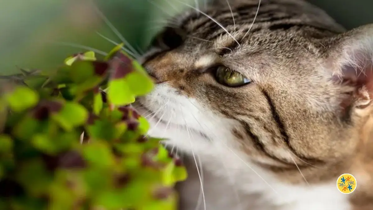 Plantes Toxiques Pour Les Chats Quil Faut Connaitre