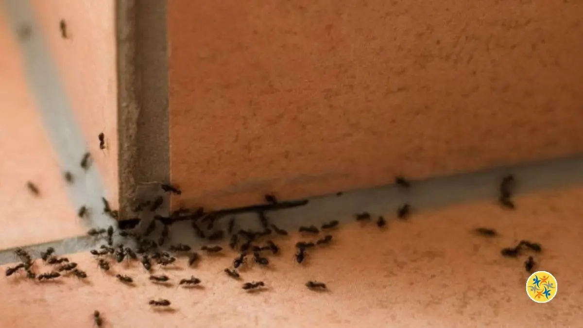 Un R Pulsif Naturel Et Ecologique Pour Lutter Contre Les Fourmis