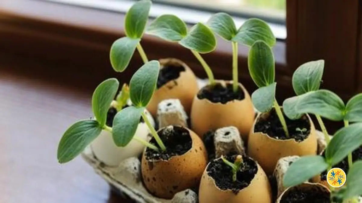 Ne Jetez Plus Les Coquilles D Ufs Vous En Aurez Besoin Au Jardin