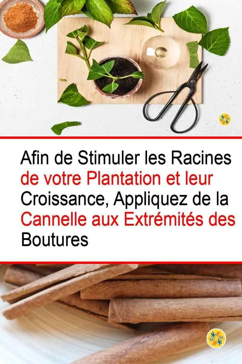 La cannelle hormone de bouturage antifongique 