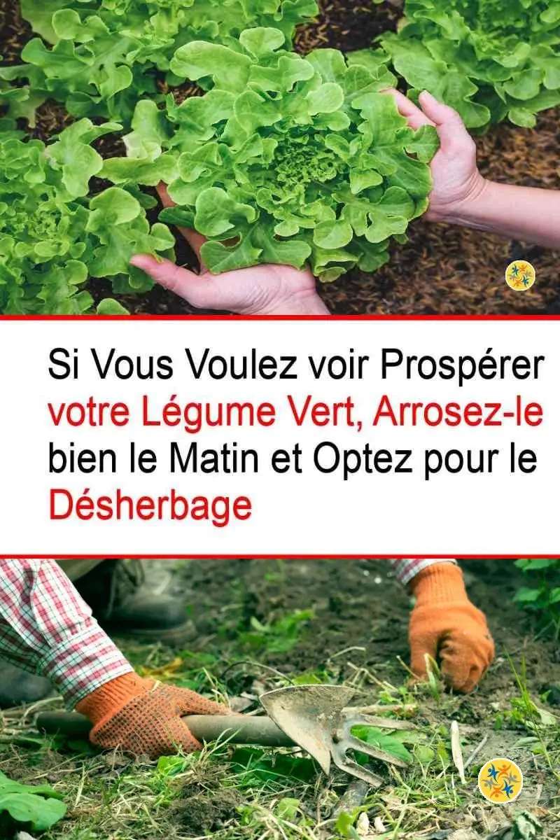 Les gestes à effectuer pour avoir de la bonne salade 