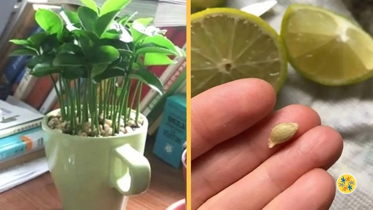 Pourquoi Planter le Citron Dans un Verre et le Mettre à la Maison ?