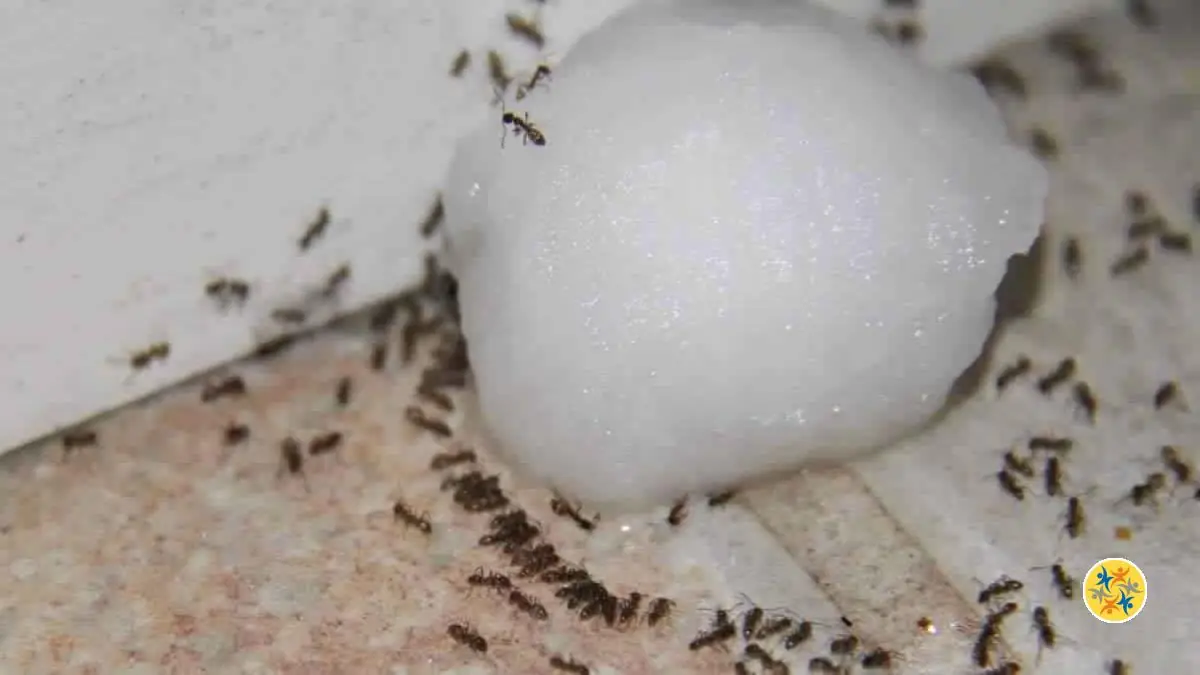 L’Astuce Pour Lutter Contre Les Fourmis Naturellement Et Très Rapidement