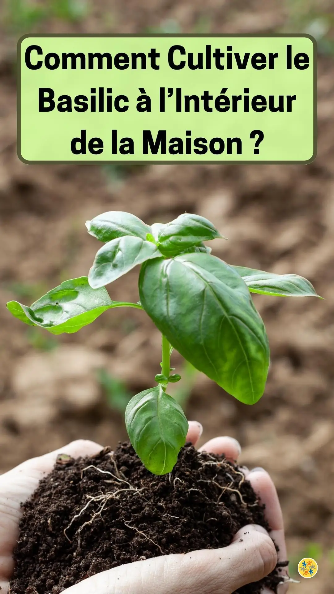 Conseils pour faire pousser le basilic à la maison 