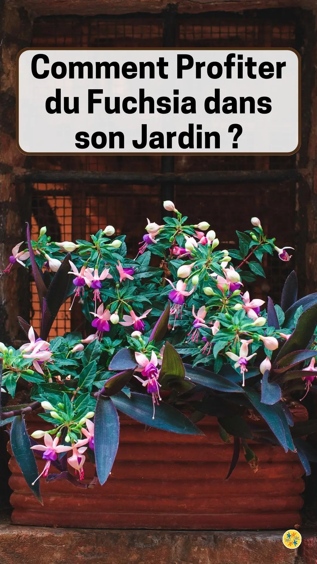 Le guide pour cultiver des fuchsias 