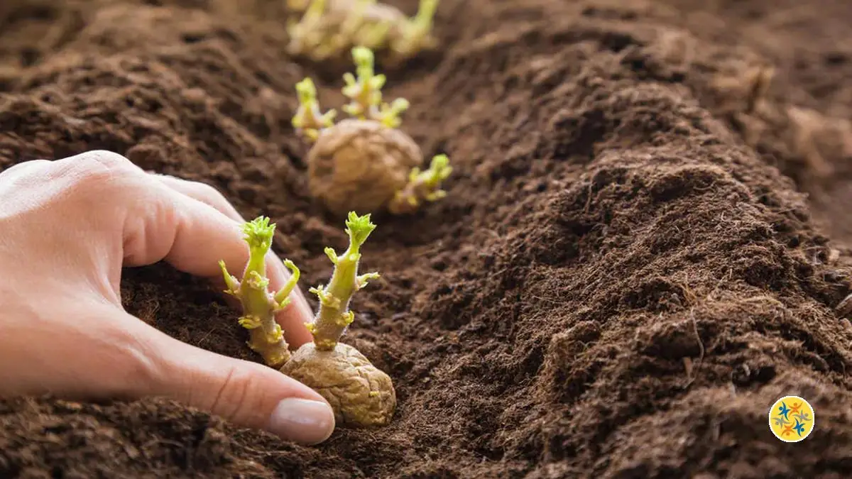 6 Trucs Pour Réussir La Plantation Des Pommes De Terre Et Avoir Une ...