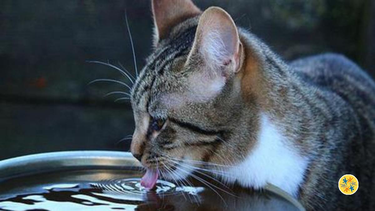 période chaleur chat mâle symptômes