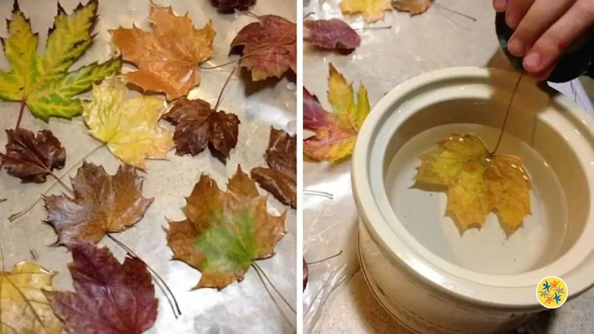 Pr Servez Les Feuilles D Automne Pour Vos Prochaines D Corations