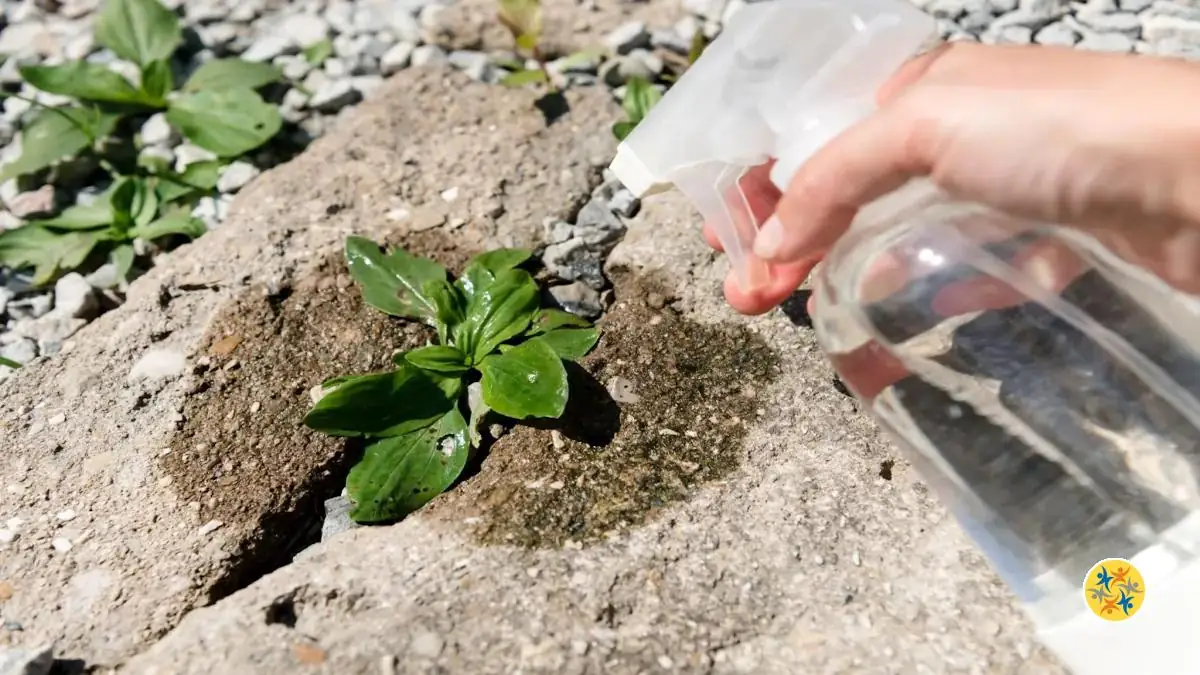 Éliminer les mauvaises herbes en utilisant l'alcool