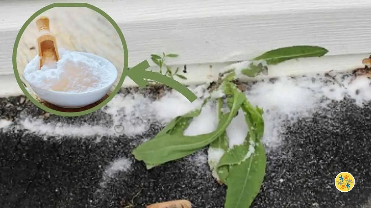 Éliminer les mauvaises herbes en utilisant le bicarbonate