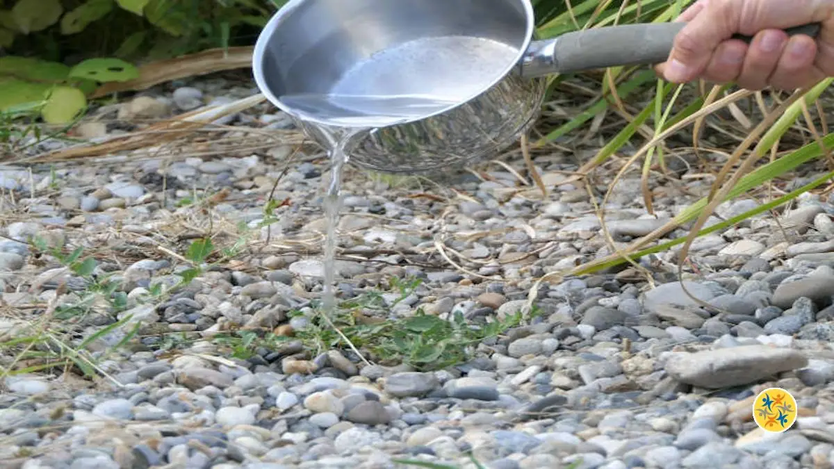 Éliminer les mauvaises herbes en utilisant l'eau bouillante