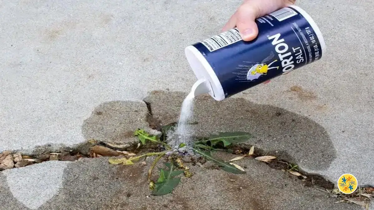 Utiliser le sel pour éliminer les mauvaises herbes