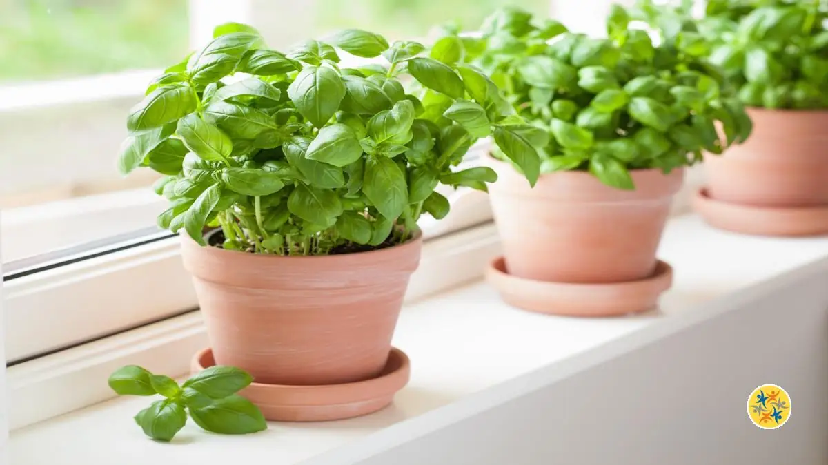 Le choix de l'endroit où placer les pots de basilic