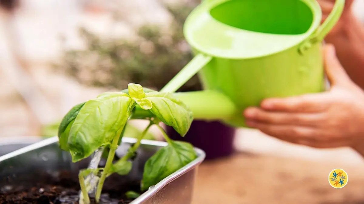 Conseils pour prendre soin de la plante de basilic