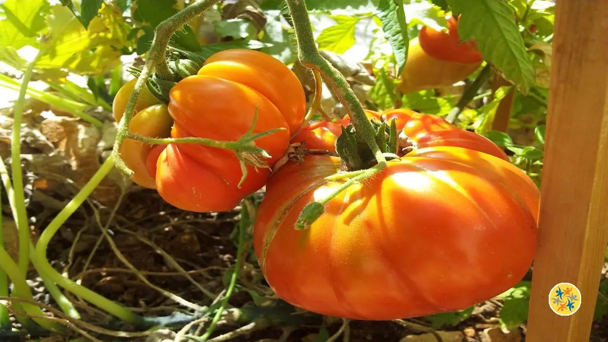 Comment D Marrer Mon Jardin Potager Le Guide Suivre