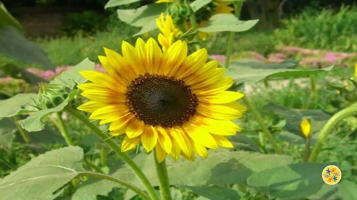 Le Guide Pour Planter Un Tournesol Partant D Une Graine