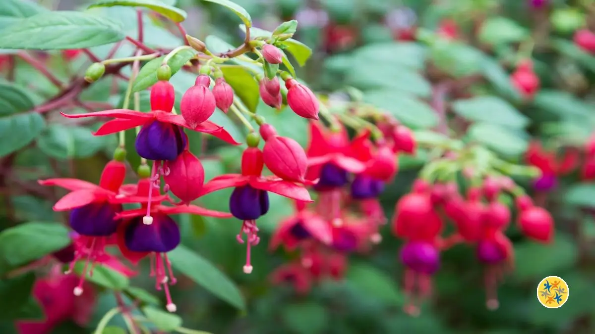 Tout savoir sur l'histoire du Fuchsia