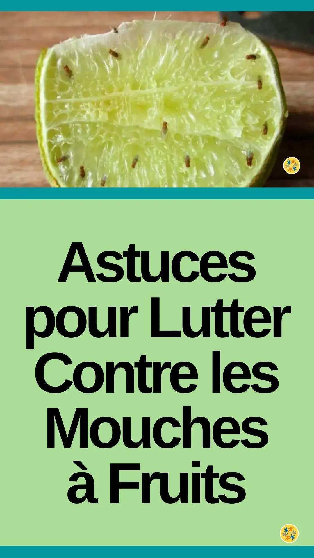 Astuces pour lutter contre les mouches à fruits