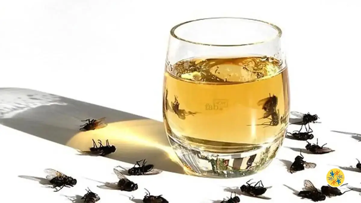 L'astuce pour lutter contre les mouches avec le vinaigre de cidre