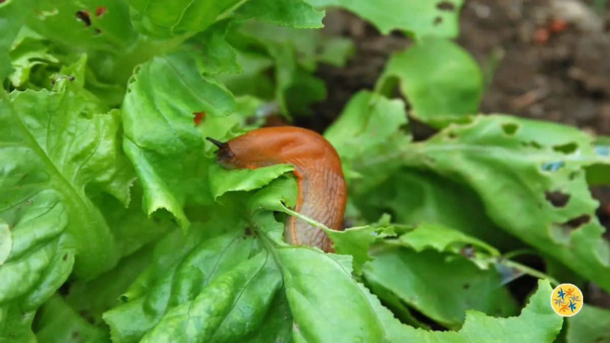 Combattre les nuisibles qui menacent la culture de salade