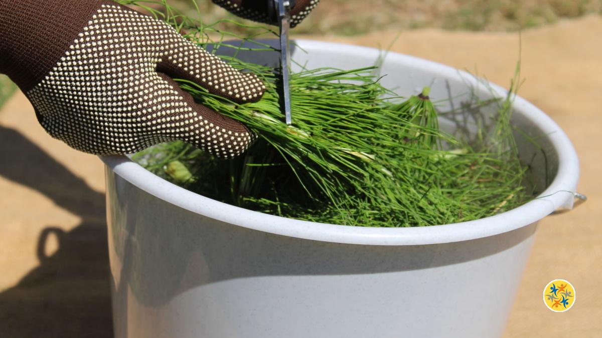 Optez Pour Le Purin De Pr Le Dans Votre Jardin Pour Ces Raisons Surprenantes