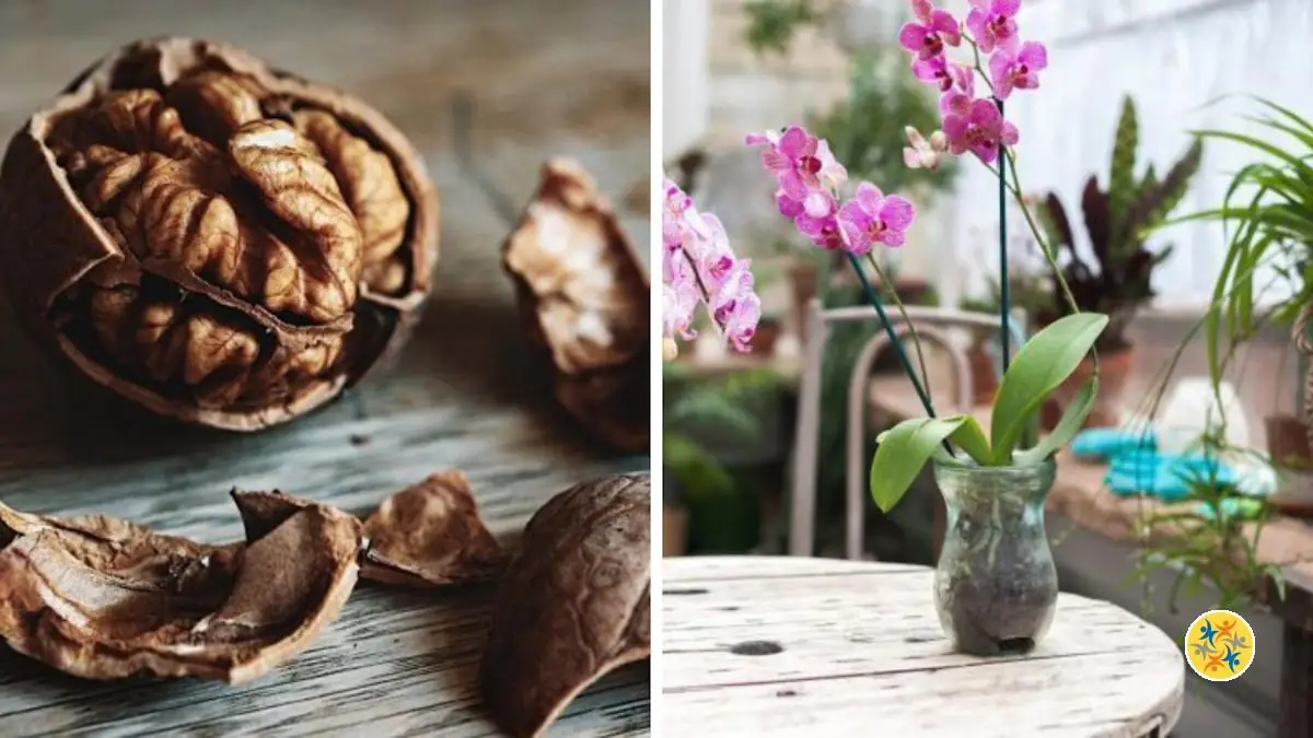 Aérer la terre autour des orchidées en y incorporant des coquilles de noix