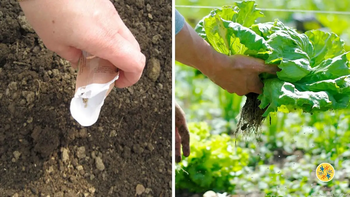 Les périodes de plantation et de récolte des salades