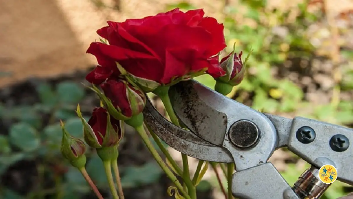 Taille de Rosiers : 5 Erreurs à ne Jamais Faire