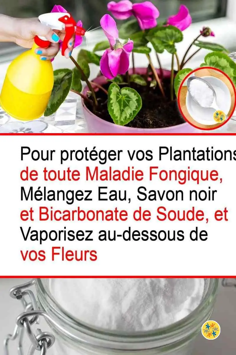 Usage facile de bicarbonate comme fongicide naturel 