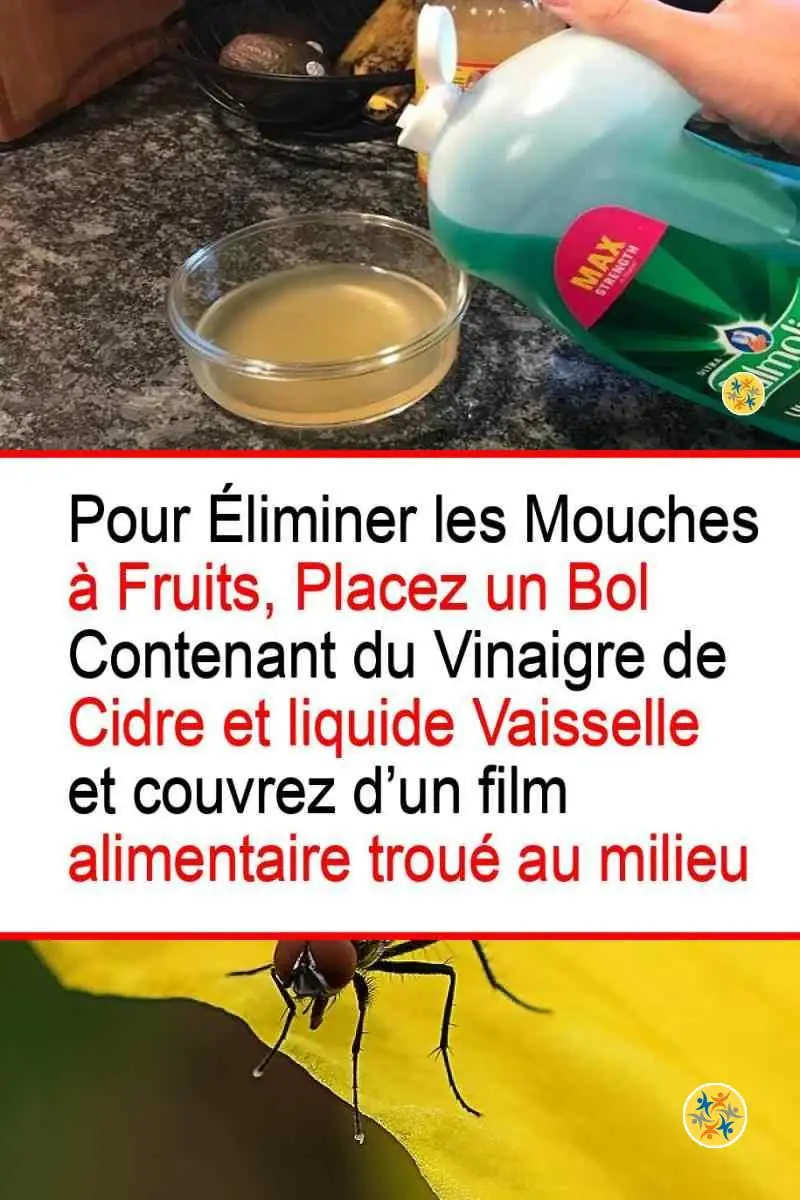 Un piège de vinaigre de cidre contre les mouches à fruit