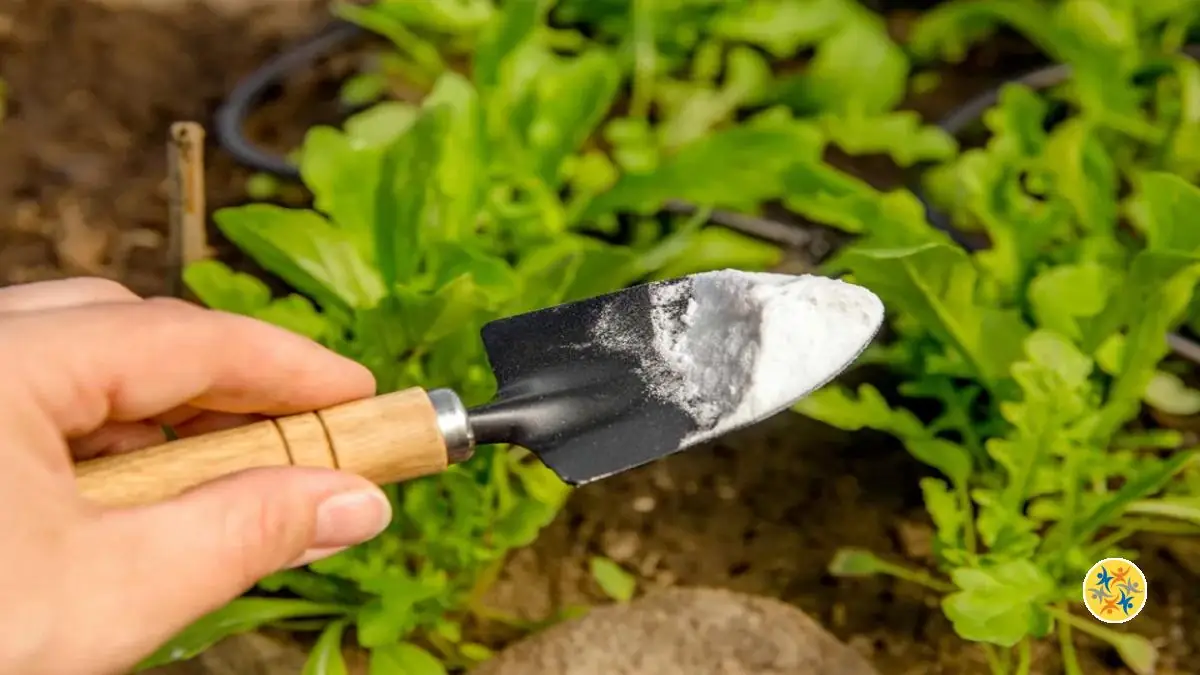 Usage de bicarbonate dans le jardin