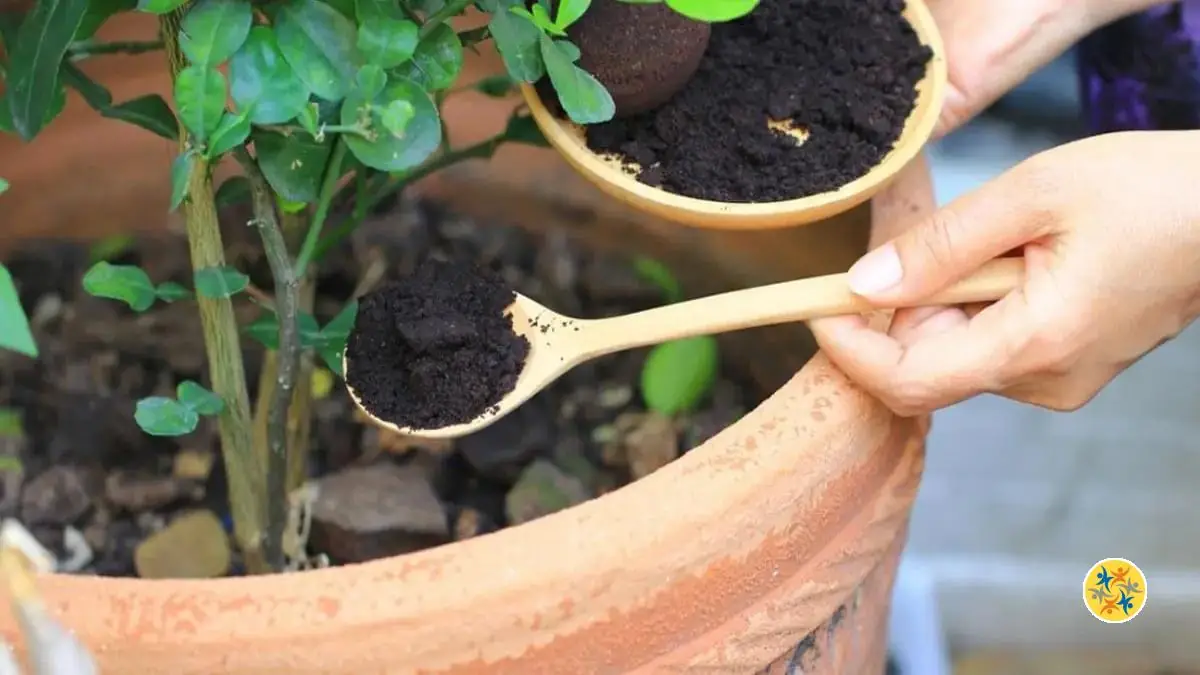 8 Utilisations de Marc de Café Très Bénéfiques au jardin